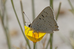 Tharsalea xanthoides