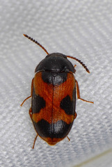 Mycetophagidae
