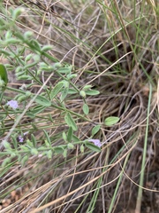 Hedeoma reverchonii