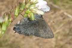 Satyrium tetra