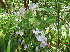 Iris japonica