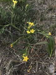 Lithospermum incisum
