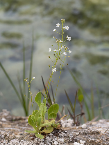 Limewater brookweed (Samolus ebracteatus)