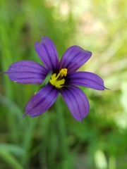 Sisyrinchium