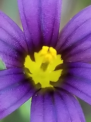 Sisyrinchium