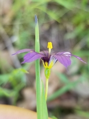 Sisyrinchium