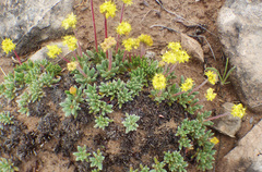 Eriogonum lachnogynum