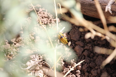Tegrodera aloga