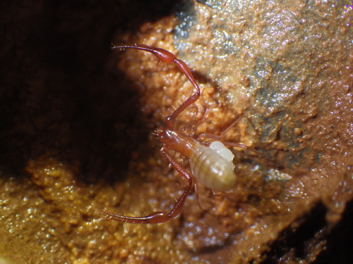 Spelaeobochica