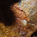 Spelaeobochica iuiu - Photo (c) Cave Naturalist,  זכויות יוצרים חלקיות (CC BY-NC), הועלה על ידי Cave Naturalist