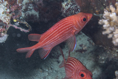 Sargocentron tiereoides