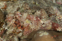 Scorpaenopsis oxycephalus