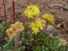 Eriogonum lachnogynum