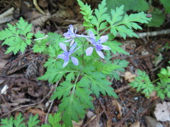 Delphinium anthriscifolium