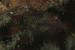 Canthigaster janthinoptera