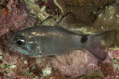 Nectamia savayensis