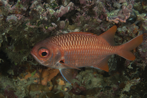 Violet Soldierfish