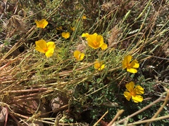 Eschscholzia minutiflora