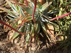 Dudleya saxosa collomiae