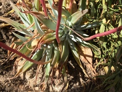 Dudleya saxosa collomiae