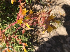 Dudleya saxosa collomiae