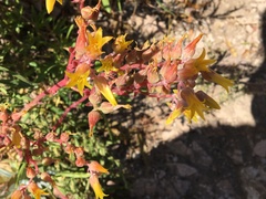 Dudleya saxosa collomiae