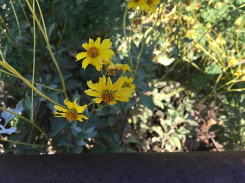 Rogers Canyon Trail