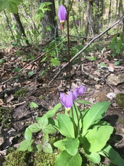 Primula fassettii