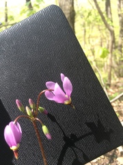 Primula fassettii