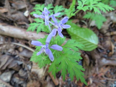 Delphinium anthriscifolium