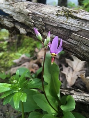 Primula fassettii