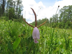 Cleistesiopsis divaricata