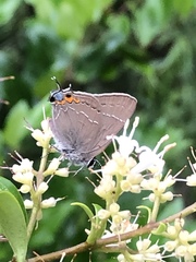 Satyrium favonius