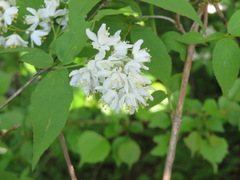 Deutzia gracilis
