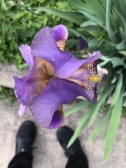 Iris × germanica