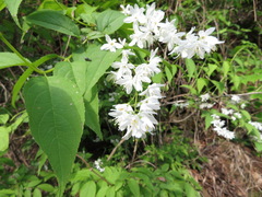 Deutzia gracilis