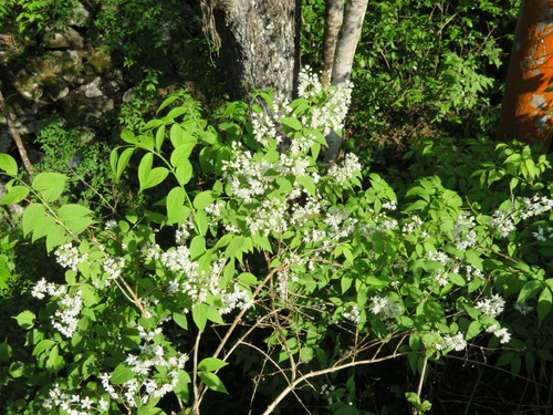 Deutzia gracilis