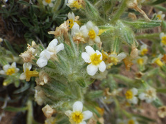 Oreocarya fulvocanescens