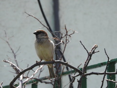 Passer domesticus