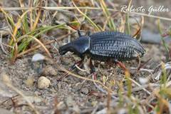 Cylydrorhinus angulatus