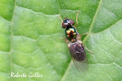 Microchrysa bicolor