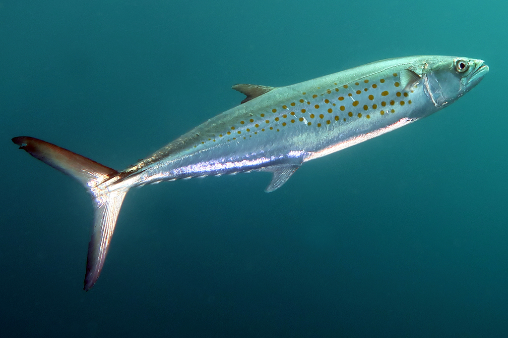 Sierra Mackerel