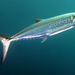 Sierra Mackerel - Photo (c) Ricardo Betancur, some rights reserved (CC BY-NC-ND)