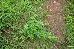 Ampelopsis japonica