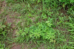 Ampelopsis japonica