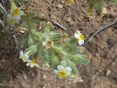 Oreocarya fulvocanescens