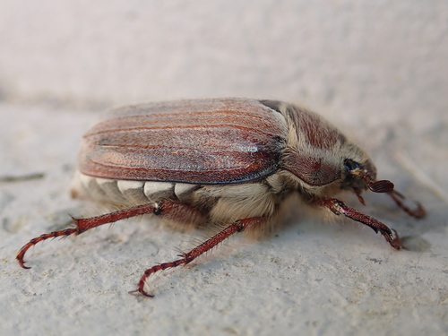 Chestnut cockchafer