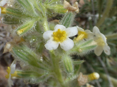 Oreocarya fulvocanescens