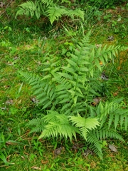 Athyrium asplenioides