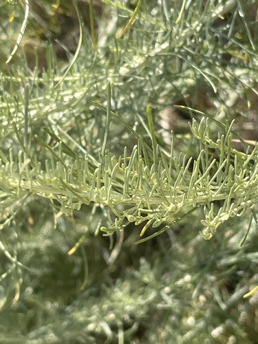 iNaturalist observation photo of California sagebrush